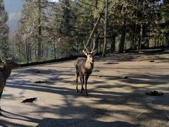 -武陵山森林公园