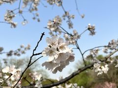 -上海共青森林公园