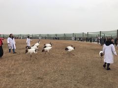 -盐城丹顶鹤湿地生态旅游区