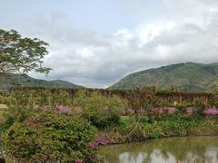 -亚龙湾国际玫瑰谷