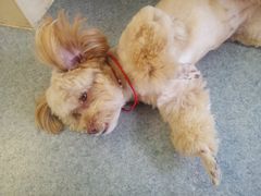 -爱诺耐芙动物医院(万博店)