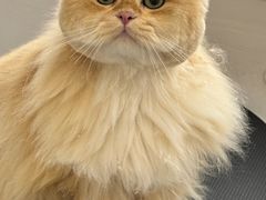 -老吴的猫·猫舍(新区店)