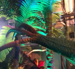 -恐龙探索乐园(磁器口店)