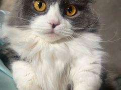-博特宠物医院24h犬猫全科.骨科·异宠