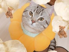 -米苏动物医院·犬猫专科·骨科外科内窥镜