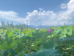 -野鸭湖国家湿地公园