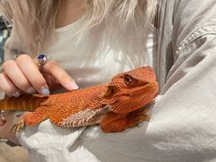 -酷以爬仙阁实体爬宠店·守宫·蜥蜴·专业繁育