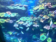 -暹罗海洋世界