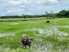 -东寨港红树林旅游区