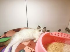 -糯米喵星人·撸猫猫舍咖啡馆(西市场嘉华店)