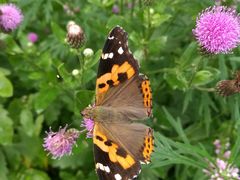 -白渔泡湿地公园