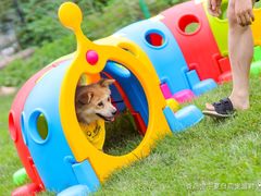 -趣玩宠物乐园寄养训犬训狗游泳池