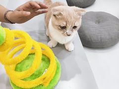 -糯米喵星人·撸猫猫舍咖啡馆(西市场嘉华店)