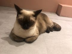 -猫儿山۰猫主题餐厅