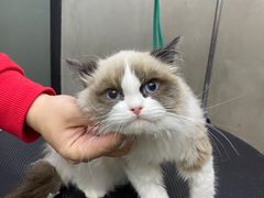 -PETKIT小佩宠物·低压洗护(国顺东路店)