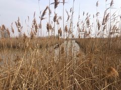 -盐城丹顶鹤湿地生态旅游区