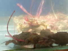 -蓝湾碧波·老字号·疍家非遗海上餐厅
