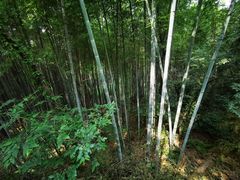 -上海佘山国家森林公园西佘山园