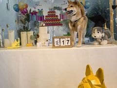 -百好乐宠物友好餐厅(朝外大街店)