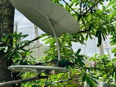 -新加坡飞禽公园