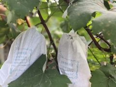 -马陆小张葡萄园农家乐