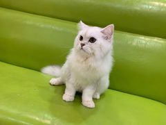 -全心全意连锁动物医院·微创中心·内科急重症·心脏专科(丰管路店)
