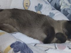 -宠颐生动物医院·心脏科·保险定点(锦阳分院)