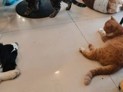 -平行世界·猫咖(首经贸店)