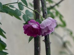 -艺圃