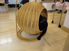 -猫咪派对(江南西店)