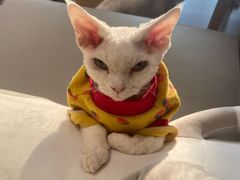 -猫腻·猫咖·撸猫馆(星光大道店)