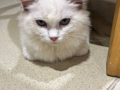 -藏猫猫咖啡主题馆(中央大道店)