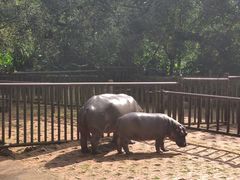 -海南热带野生动植物园