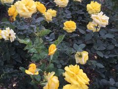 -人民公园(罗湖区)