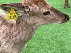 -大连森林动物园