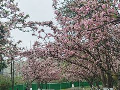 -成都南湖公园