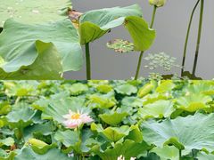 -荷塘月色湿地公园·向阳花洲