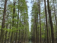 -渌洋湖湿地公园