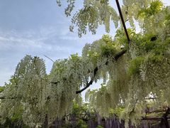 -嘉定紫藤园