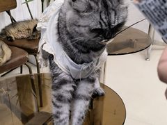 -共舞时光猫咖·狗咖(新街口店)