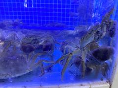 -黄记大闸蟹专卖店·活蟹·醉蟹