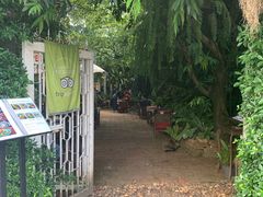 -Fern Forest Cafe