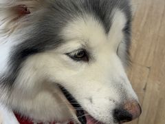 -Husky Go! 哈士奇体验馆·宠物咖啡厅狗咖