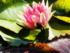 -国家植物园南园