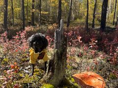 -莫尔道嘎国家森林公园