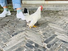 -观桥阁(锦溪店)