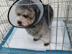 -乖乖乐动物医院(小汤山分院)