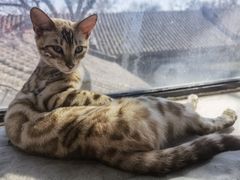 -猫小院猫主题餐厅(南锣旗舰店)