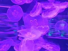 -石家庄极地海洋世界