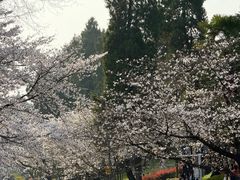 -武汉大学-樱园